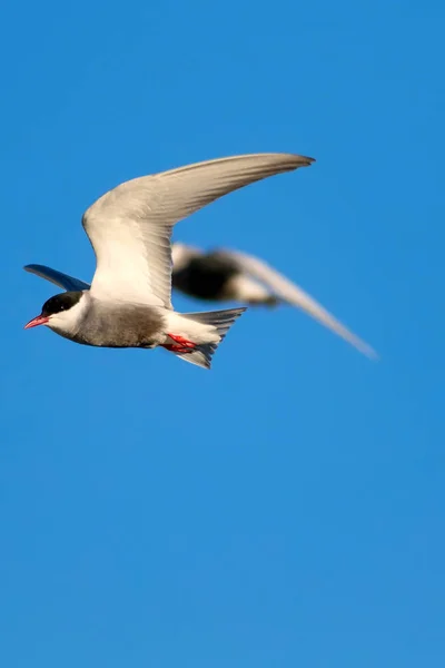 Pássaro Voador Fundo Azul Céu Pássaro Comum Tern Comum Sterna — Fotografia de Stock