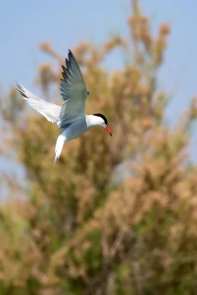 Pássaro Voador Céu Azul Natureza Fundo Pássaro Comum Tern Comum — Fotografia de Stock