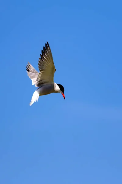 Pájaro Volador Fondo Cielo Azul Pájaro Común Common Tern Sterna — Foto de Stock