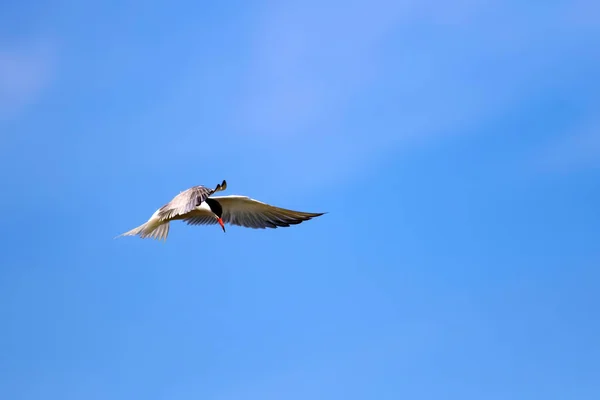 Летающая Птица Голубое Небо Common Bird Common Tern Стерна Хирундо — стоковое фото
