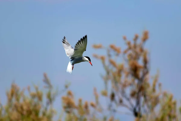 Flying bird. Blue sky background. Common bird: Common Tern. Sterna hirundo.