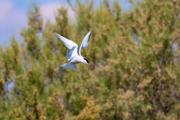Flying bird. Blue sky nature background. Common bird: Common Tern. Sterna hirundo.