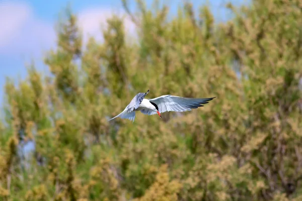 飛ぶ鳥青空の自然の背景 一般的な鳥 一般的なテルン スターナ ヒルンド — ストック写真