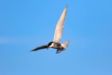 Uçan kuş. Mavi gökyüzü arka planı. Ortak kuş: Ortak Tern. Sterna hirundo. 