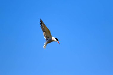 Uçan kuş. Mavi gökyüzü arka planı. Ortak kuş: Ortak Tern. Sterna hirundo. 