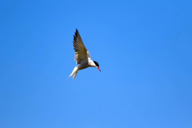 Uçan kuş. Mavi gökyüzü arka planı. Ortak kuş: Ortak Tern. Sterna hirundo. 