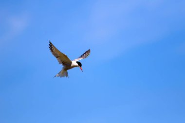 Uçan kuş. Mavi gökyüzü arka planı. Ortak kuş: Ortak Tern. Sterna hirundo. 