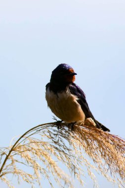sevimli kuş ahır kırlangıç. Hirundo rustica. Mavi gökyüzü arka planı.