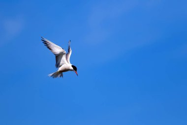 Uçan kuş. Mavi gökyüzü arka planı. Ortak kuş: Ortak Tern. Sterna hirundo. 