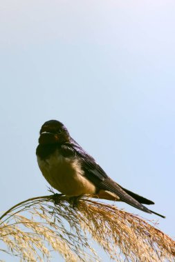 sevimli kuş ahır kırlangıç. Hirundo rustica. Mavi gökyüzü arka planı.