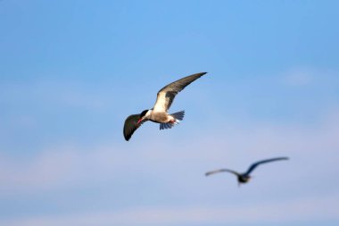 Uçan kuş. Mavi gökyüzü arka planı. Ortak kuş: Ortak Tern. Sterna hirundo. 