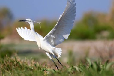 Uçan kuş Heron. Doğa arka planı. Küçük Egret. Egretta garzetta.