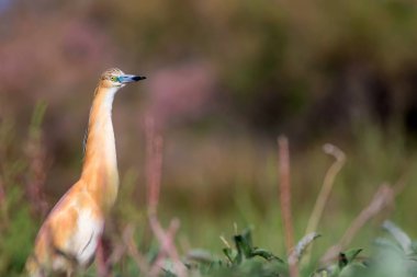 Balıkçıl. Doğa geçmişi. Squacco Heron. Ardeola rallileriName. 