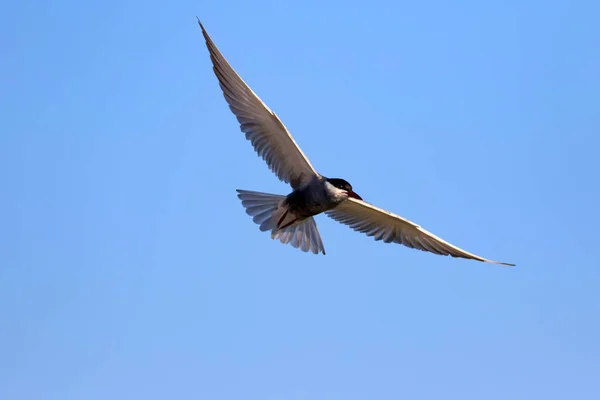 Létající Pták Modrá Obloha Pozadí Ptáček Obecný Rybák Obecný Sternova — Stock fotografie