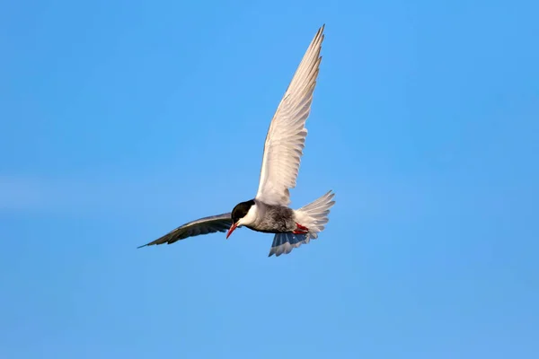 Летающая Птица Голубое Небо Common Bird Common Tern Стерна Хирундо — стоковое фото