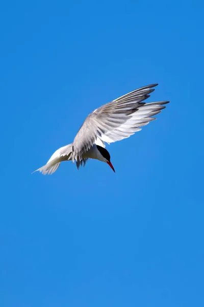 Uçan Kuş Mavi Gökyüzü Arka Planı Ortak Kuş Ortak Tern — Stok fotoğraf