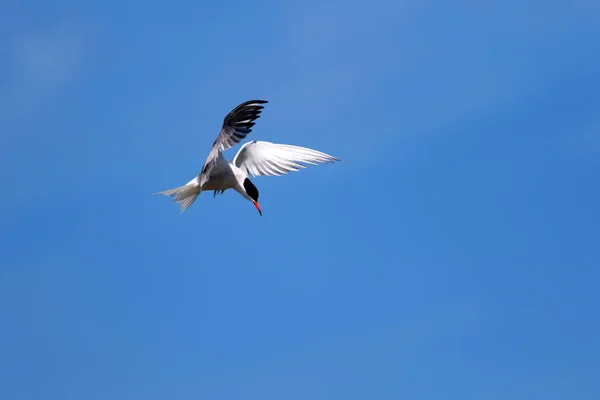 Летающая Птица Голубое Небо Common Bird Common Tern Стерна Хирундо — стоковое фото