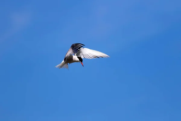 Pájaro Volador Fondo Cielo Azul Pájaro Común Common Tern Sterna — Foto de Stock