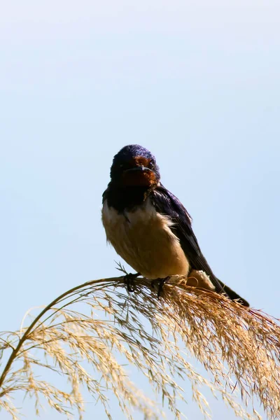 Aranyos Madár Pajta Fecske Hirundo Rustica Kék Égbolt Háttér — Stock Fotó