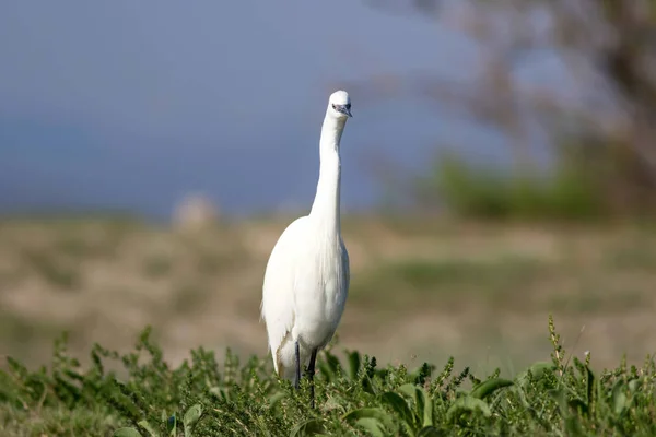 Natureza Pássaro Garça Fundo Natureza Pequena Egret Egretta Garzetta — Fotografia de Stock