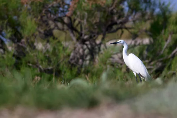 Nature Oiseau Héron Fond Naturel Petite Aigrette Egretta Garzetta — Photo