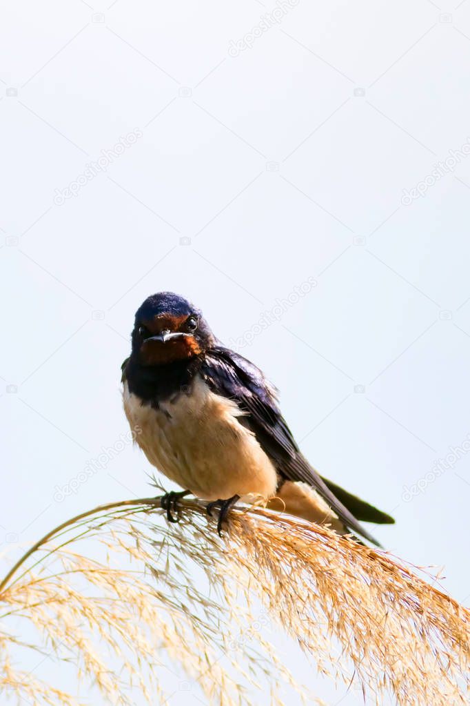 cute bird barn swallow. Hirundo rustica. Blue sky background.