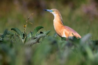 Balıkçıl. Doğa geçmişi. Squacco Heron. Ardeola rallileriName. 