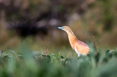 Balıkçıl. Doğa geçmişi. Squacco Heron. Ardeola rallileriName. 