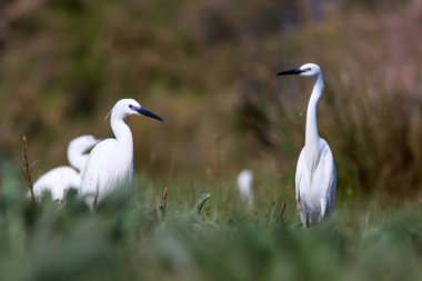 Doğa ve kuş. Balıkçıl. Doğa arka planı. Küçük Egret. Egretta garzetta.