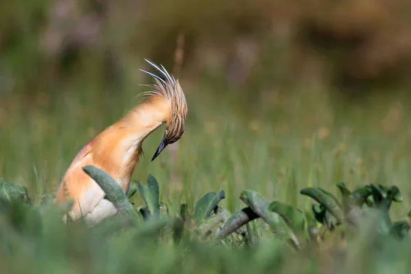 Reiher Natur Hintergrund Vogel Reiher Ardeola Ralloides — Stockfoto