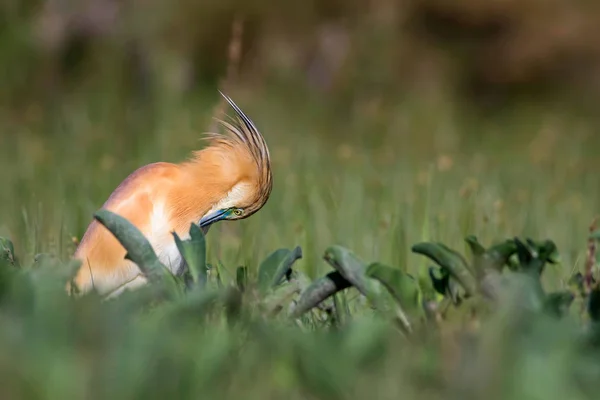 Heron Nature Background Bird Squacco Heron Ardeola Ralloides — Stock Photo, Image