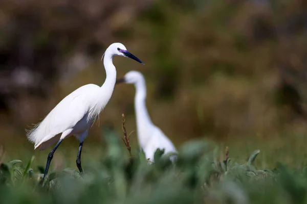 Natur Och Fågel Heron Natur Bakgrund Lilla Hägrar Egretta Garzetta — Stockfoto