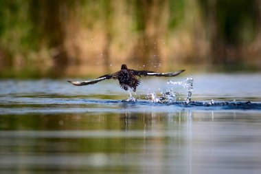 Yüzen ördek. Doğal göl habitat arka plan. Kuş: Ferruginous Duck. Aythya nyroca.