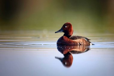 Yüzen ördek. Doğal göl habitat arka plan. Kuş: Ferruginous Duck. Aythya nyroca.
