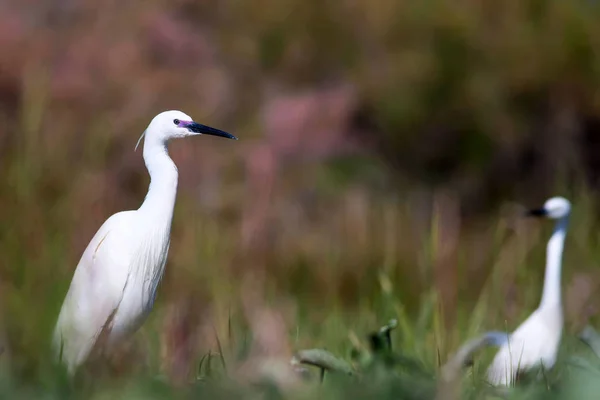 Natur Och Fågel Heron Natur Bakgrund Lilla Hägrar Egretta Garzetta — Stockfoto