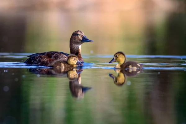 Jolie Famille Canards Contexte Naturel Oiseau Pochard Commun Aythya Ferina — Photo