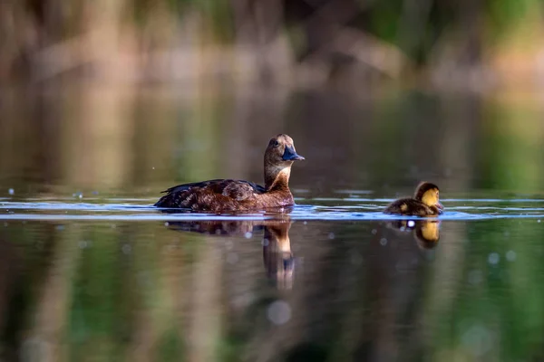 Niedliche Entenfamilie Natürlicher Hintergrund Vogel Pochard Aythya Ferina — Stockfoto