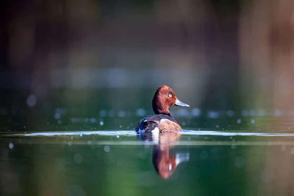Zwemmen Eend Natuurlijke Lake Habitat Achtergrond Vogel Ferrugineuze Eend Aythya — Stockfoto
