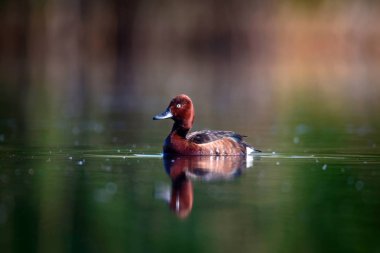 Yüzen ördek. Doğal göl habitat arka plan. Kuş: Ferruginous Duck. Aythya nyroca.
