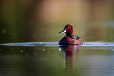 Yüzen ördek. Doğal göl habitat arka plan. Kuş: Ferruginous Duck. Aythya nyroca.