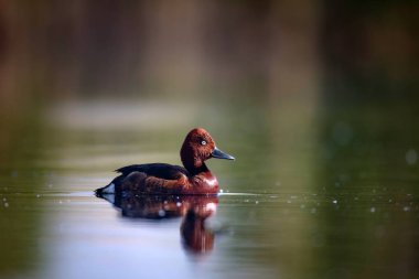 Yüzen ördek. Doğal göl habitat arka plan. Kuş: Ferruginous Duck. Aythya nyroca.
