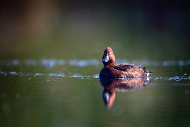Yüzen ördek. Doğal göl habitat arka plan. Kuş: Ferruginous Duck. Aythya nyroca.