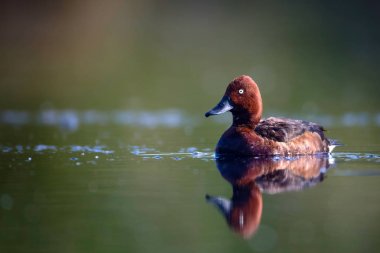 Yüzen ördek. Doğal göl habitat arka plan. Kuş: Ferruginous Duck. Aythya nyroca.
