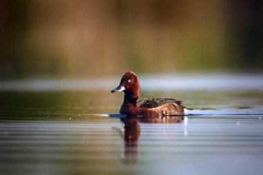 Yüzen ördek. Doğal göl habitat arka plan. Kuş: Ferruginous Duck. Aythya nyroca.
