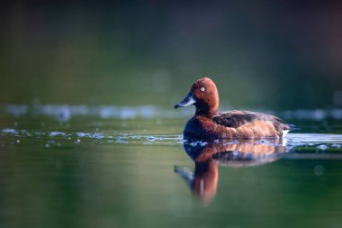 Yüzen ördek. Doğal göl habitat arka plan. Kuş: Ferruginous Duck. Aythya nyroca.
