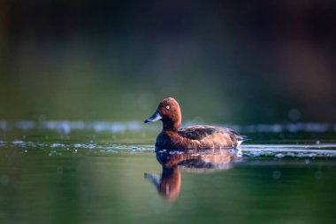 Yüzen ördek. Doğal göl habitat arka plan. Kuş: Ferruginous Duck. Aythya nyroca.