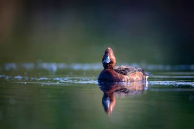 Yüzen ördek. Doğal göl habitat arka plan. Kuş: Ferruginous Duck. Aythya nyroca.