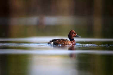 Yüzen ördek. Doğal göl habitat arka plan. Kuş: Ferruginous Duck. Aythya nyroca.
