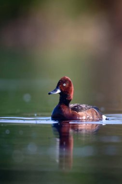 Yüzen ördek. Doğal göl habitat arka plan. Kuş: Ferruginous Duck. Aythya nyroca.
