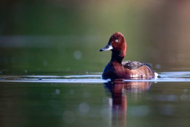 Yüzen ördek. Doğal göl habitat arka plan. Kuş: Ferruginous Duck. Aythya nyroca.